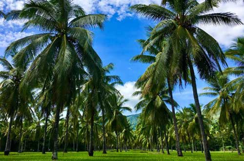 thala-beach-nature-reserve-coconut-plantation