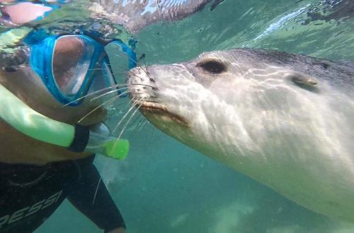 eyre-peninsula-south-australia-baird-bay-eco-cruise-tour-swimming-with-sealions-up-close-underwater