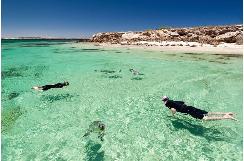 elliston-baird-bay-eyre-peninsula-south-australia-swimming-with-sea-lions