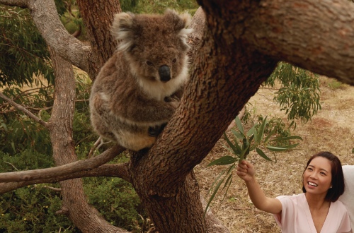 south-australia-eyre-peninsula-mikkira-station-koala-feeding