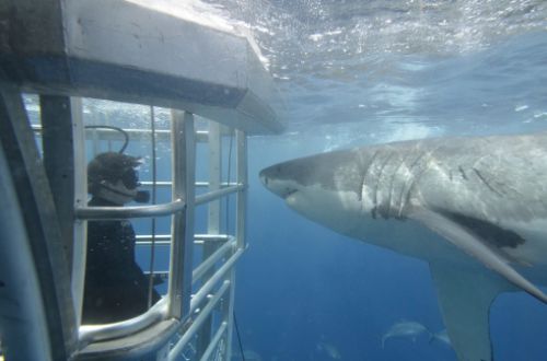 south-australia-eyre-peninsula-port-lincoln-shark-dive-experience