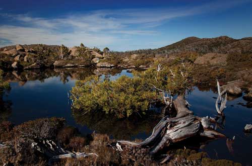 tarn-shelf-pine-mt-field-national-park-tree-tasmania-australia