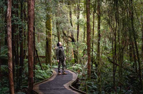 tasmania-australia-huon-pine-walk-walkway
