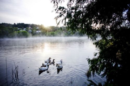 daylesford-victoria-australia-lake-daylesford-swans-calm-waters