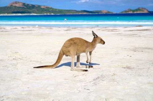 western-australia-cape-le-grand-national-park-esperance-lucky-bay-kangaroo-pristine-beach-white-sand