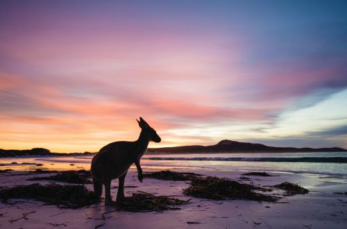 western-australia-lucky-bay-cape-le-grand-national-park-kangaroo-sunset