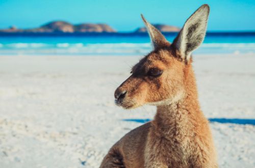 western-australia-lucky-bay-cape-le-grand-national-park-sunbathing-kangaroos-pristine-beach