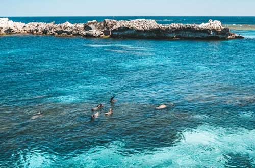 rottnest-island-western-australia-seals