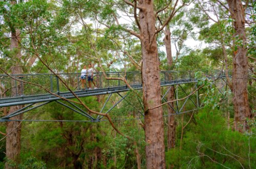 western-australia-walpole-national-park-valley-of-the-giants-treetop-walk-ancient-forest-karri-trees
