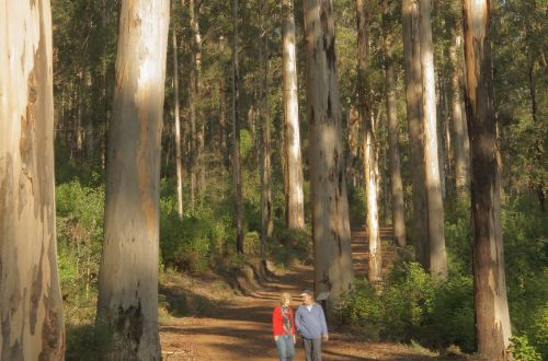 walpole-western-australia-valley-of-the-giants-national-park-trees