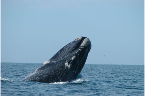 western-australia-great-australian-bight-whales-southern-ocean