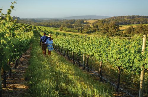 western-australia-winery-vineyard-wine-tasting-couple-wills-domain