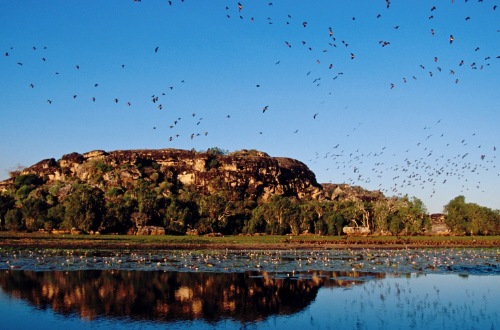 arnhem-land-northern-territory-australia-floodplain-widlife-birds-crocodile-mount-borradaile