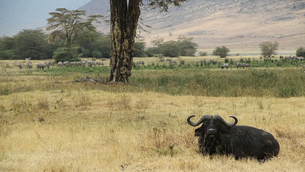 ngorongoro-conservation-area