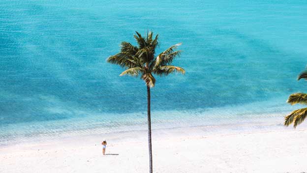 catseye-beach-palm-tree-queensland-australia