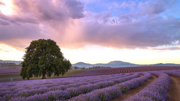 bridestowe-lavendar-fields-tasmania-sunset
