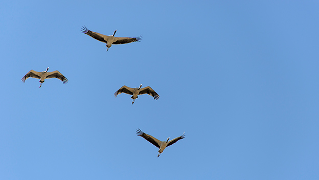 black-necked-cranes