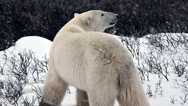 polar-bear-adventure-churchill width=