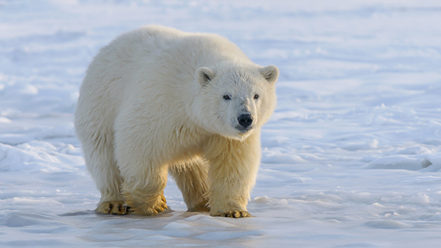 polar-bear-canada