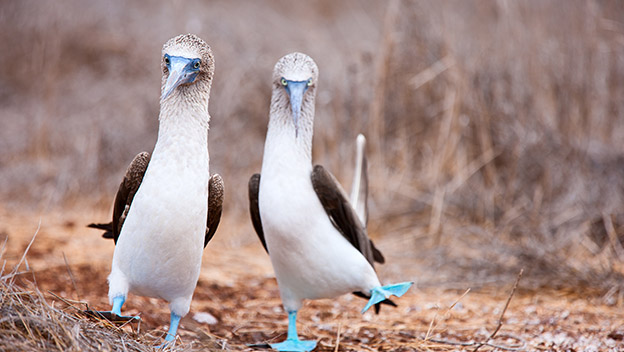 blue-footed-boobies