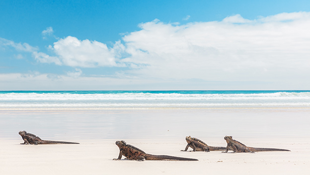 iguanas-on-tortuga-bay-beach-santa-cruz-island