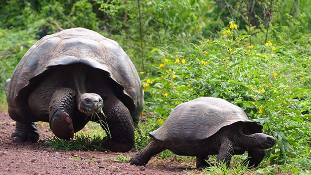 tortoises-puerto-ayora-santa-cruz