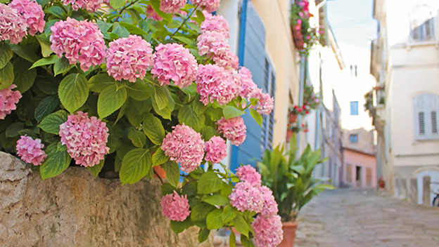 motovun-istria-croatia-shutterstock135423758