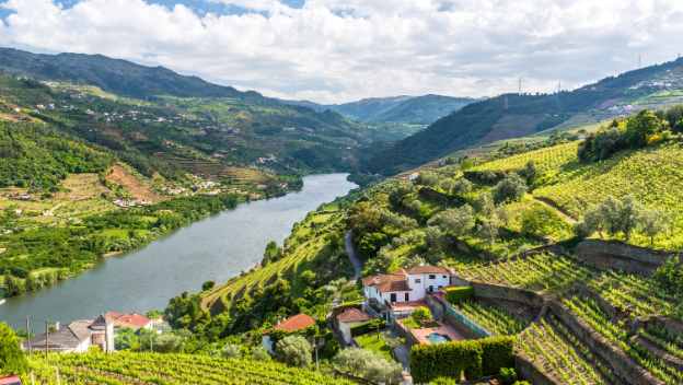 vineyards-douro-river-region-portugal