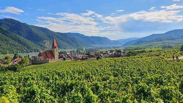 wachau-vineyard