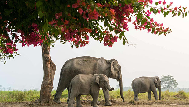 brahmaputra-river-elephants