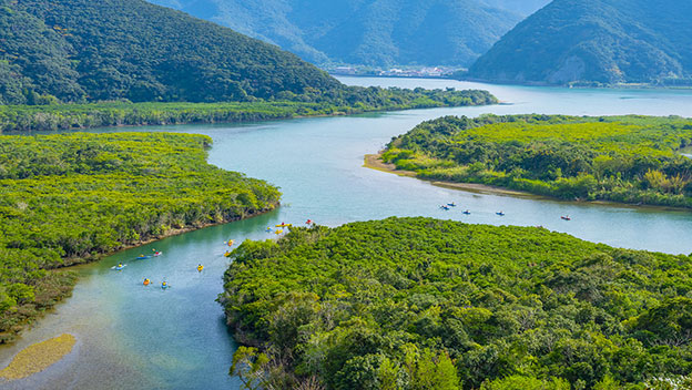 amami-mangrove-kayaking-gaku-oniwa-kyushu-japan