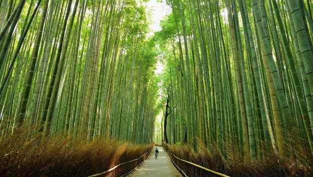 arashiyama-bamboo-forest-kyoto-japa