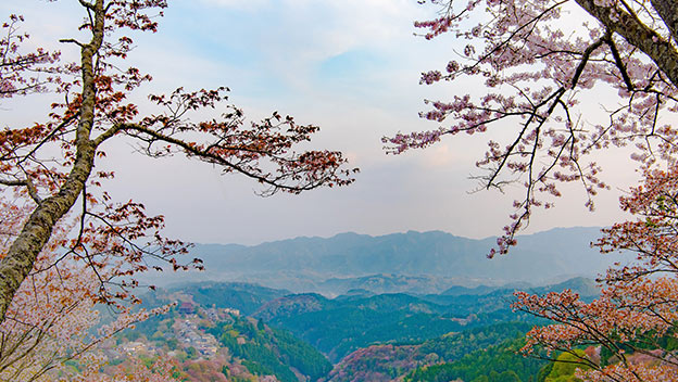cherry-blossom-mount-yoshino-nara-japan