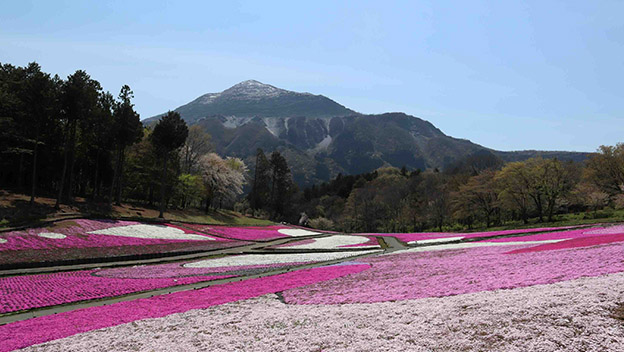 hitsujiyama-park-shibazakura-hill