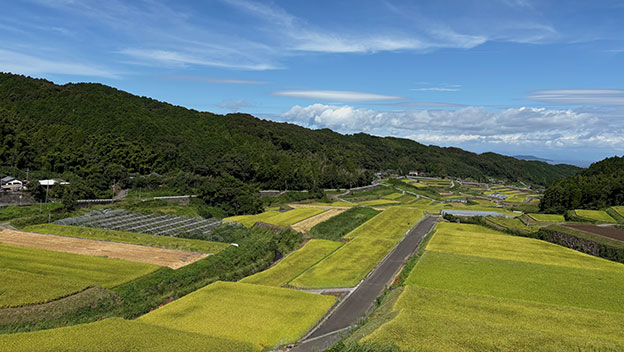 rice-paddy-field-unzen-nagasaki-japan