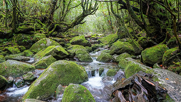 shiratani-unsuikyo-yakushima-island-japan