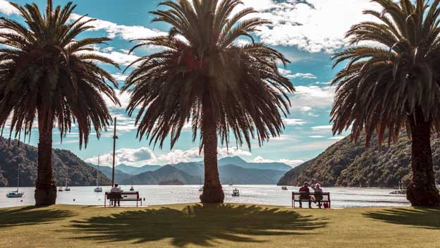 picton-harbour-palm-trees