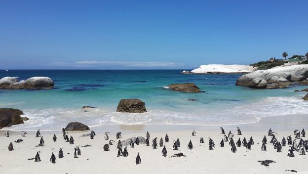 boulders-beach-cape-town-south-africa-penguins