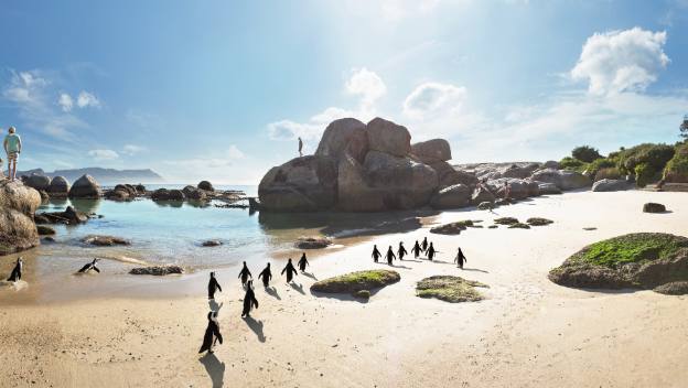 boulders-beach-penguins-cape-town-south-africa