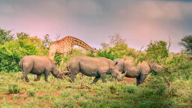 giraffe-rhinos-kruger-national-park-south-africa