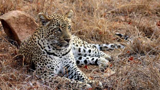 leopard-sabi-sand-private-game-reserve-greater-kruger-south-africa