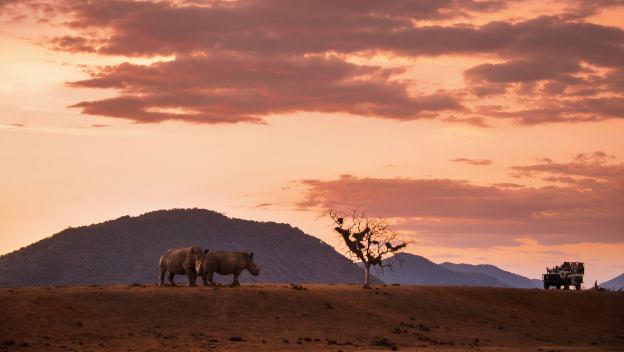 kruger-national-park-south-africa-game-drive-safari-rhino