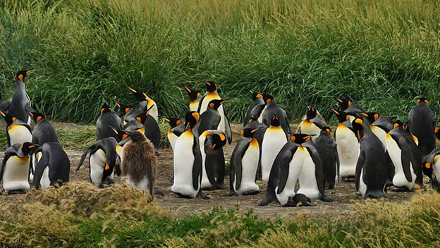 patagonia-lake-penguins