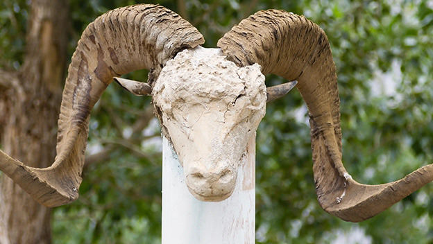 marco-polo-sheep-skull-pamir-gorno-badakhshan-tajikistan