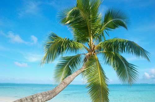Tamanu-Beach-Coconut-Trees-by-the-beach