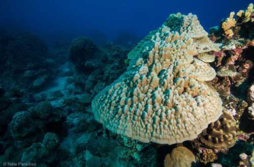 pacific-divers-diving-coral-cook-islands