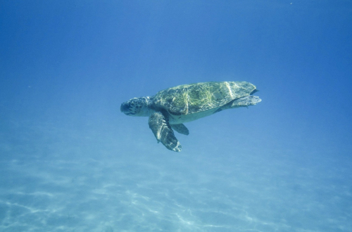 isla-tortuga-turtle-island-costa-rica-cruise-snorkel-sealife