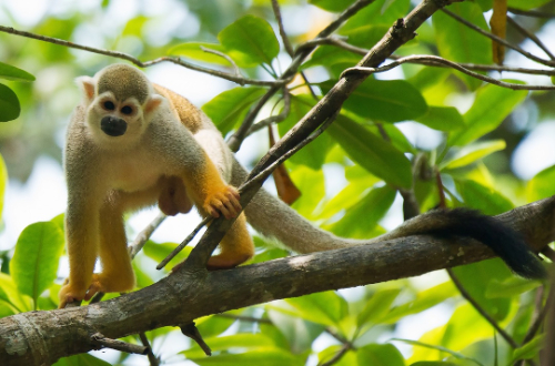 squirrel-monkey-wildlife-tropical-rainforest-animals-costa-rica
