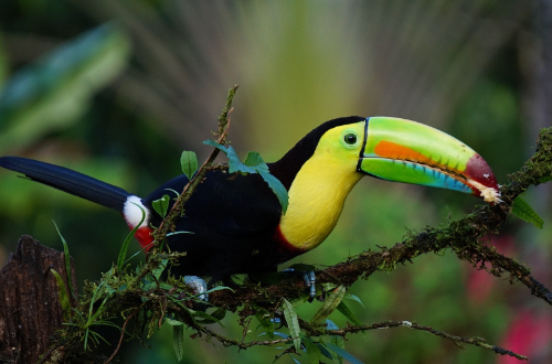 toucan-tropical-rainforest-wildlife-bird-animal-costa-rica-national-park