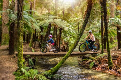 whakarewarewa-rotorua-north-island-new-zealand-redwoods-forest-cycling